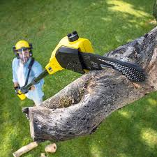 Best Hedge Trimming  in Tennessee Ridge, TN
