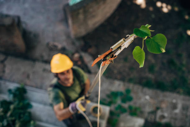 Tennessee Ridge, TN Tree Removal Company