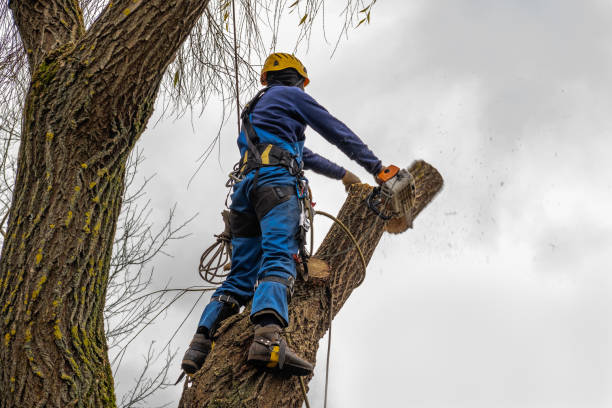 Best Fruit Tree Pruning  in Tennessee Ridge, TN