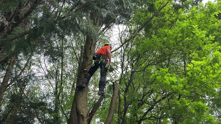 Best Arborist Consultation Services  in Tennessee Ridge, TN