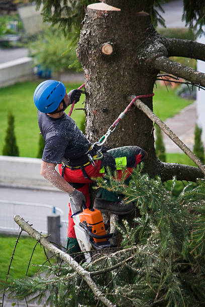 Best Tree Risk Assessment  in Tennessee Ridge, TN