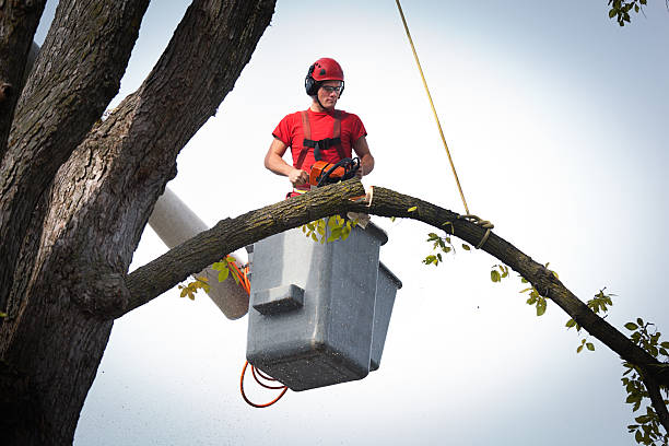 How Our Tree Care Process Works  in  Tennessee Ridge, TN